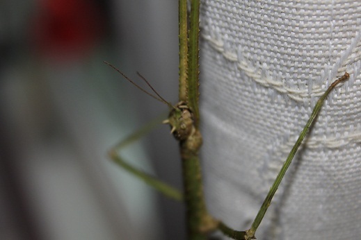 stick insect cute