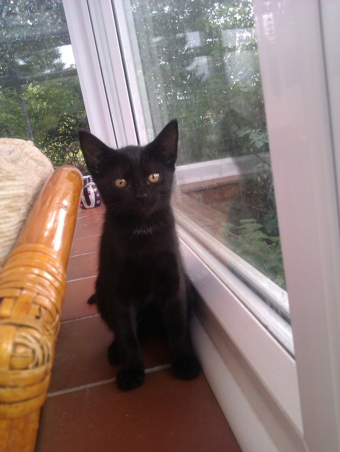 my black kitten :) female and pretty shy