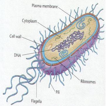 This is a pic of general bacteria