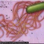Another pic of bacteria