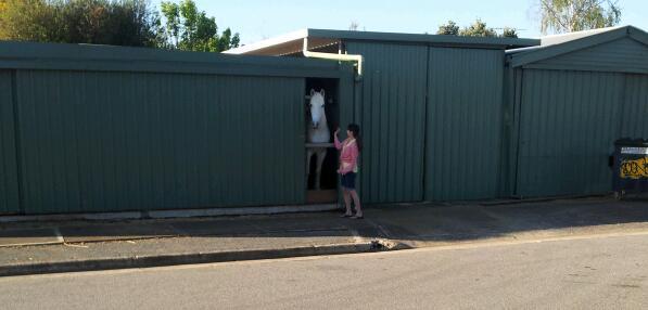 Visiting the horses that are a street away from me 
