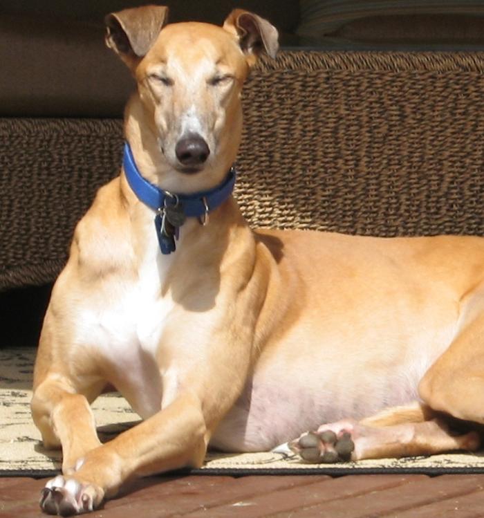 My Greyhound Pooch!
--Romeo--