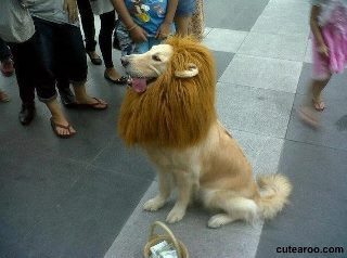  I am  lion