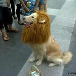  I am  lion