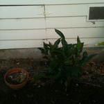 Joe plants dwarf seedless orange tree by house!