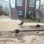 Displaced Turkeys in Staten Island after Hurricane Sandy