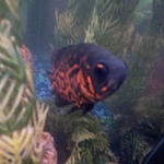 our new fishy. 