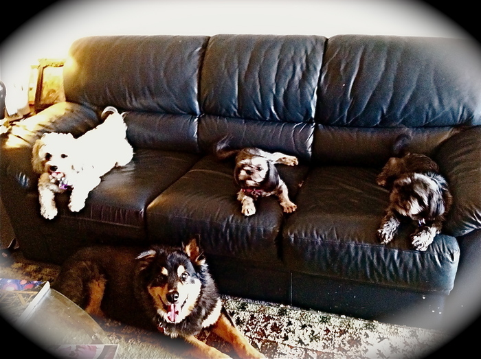 Our furry family.  Two shih Tzus, a Bichon Frise, and our older dog whom we miss {he passed away}.  