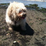 Our Bichon Frise all wet at the beach and loving it!