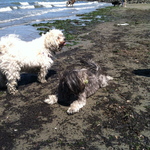 Our Bichon and younger Tshih Tzu. Everybody is at the beach!