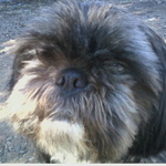 The older Shih Tzu.  Not really much older.  They are only about four or five months apart.
