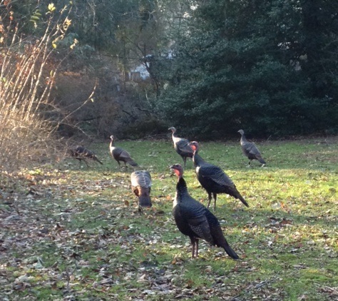 Thanksgiving Turkeys 2012