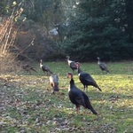 Thanksgiving Turkeys 2012