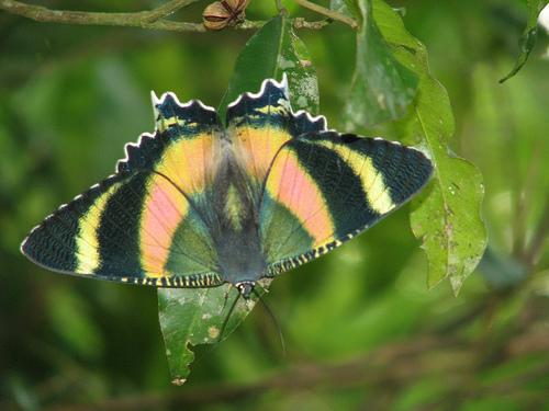 Rainforest butterfly