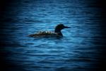 The closest I have been to a Loon yet...My favorite picture!
