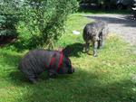 This potbellied pig and irish wolfhound and a great dane were with neighbors in an RV! hehe