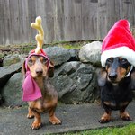
that"s a doxie for ya they are so stinking funny