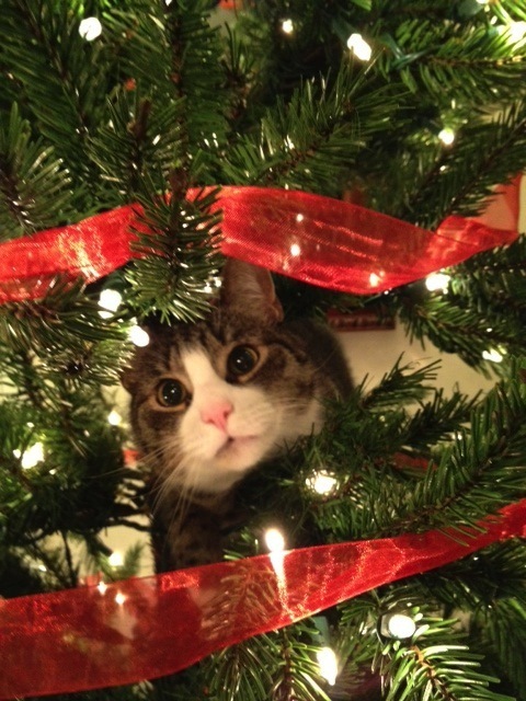 Ozzy in the tree!