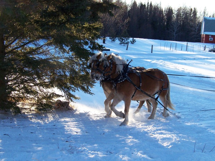 Logging with horses at our place. Merry Christmas!!!!