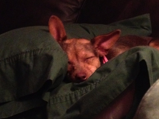 Silent Night..."It didn't last long!"  (Yoda, our Foster Dog)