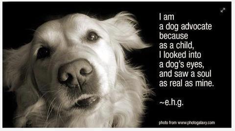 I am a Dog/Animal Advocate. I save lives!