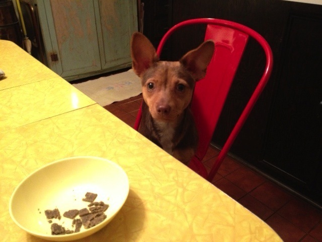 "Yoda" sitting at the kitchen table wondering if there might be something left for her!