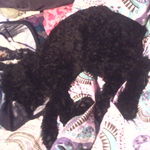 my 16 week old standard poodle puppy my sister gave to me. his name is Toby.