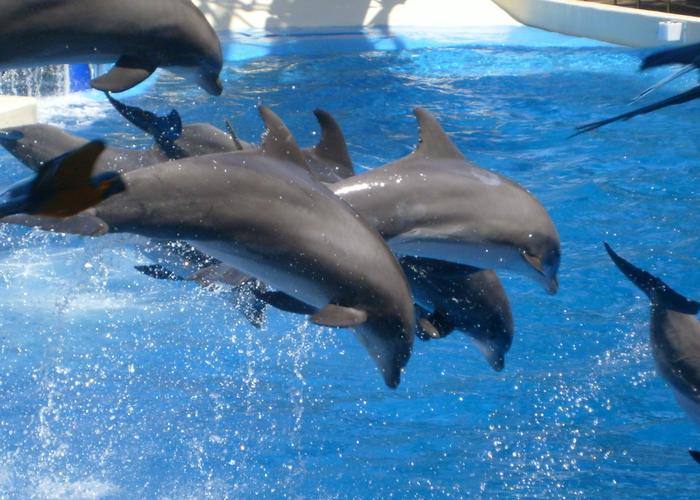 Dolphins playing at Sea World.