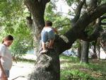 Logan climbing the tree in IOP (Isle of Palms, SC)