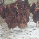 for OH !These are honey's e Rhode Island Reds !this bevvy of beauties lay gorgeous eggs for us!