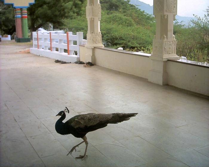 A female peacock