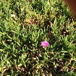 spring has spring, soon all these purple beauties will blanket the hillside-1st one opened