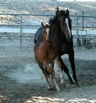 My Mare "Matti" and Corbell - 2 months