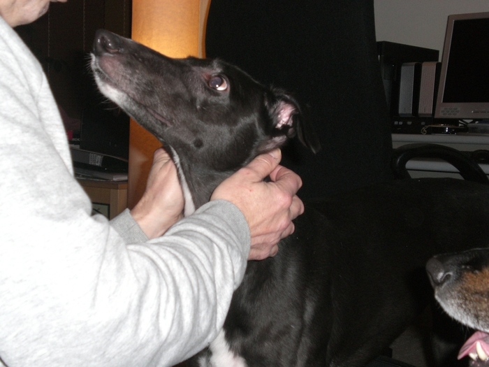 Meet Sally ... our 4yr old greyhound rescued today (17-02-2013)