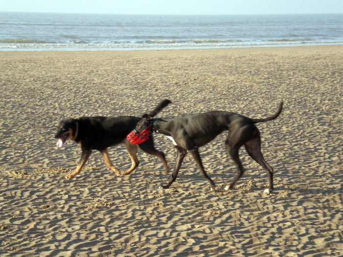 Sally's first time on the beach with Giro.