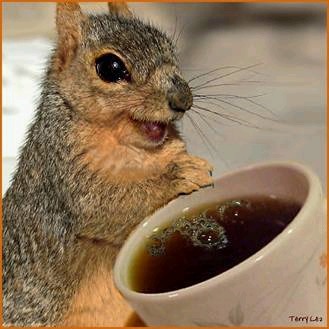 I love coffee and I love squirrels. 