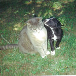 Buddy Cat & Summerrain