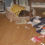 Doxie disaster scene at my house!