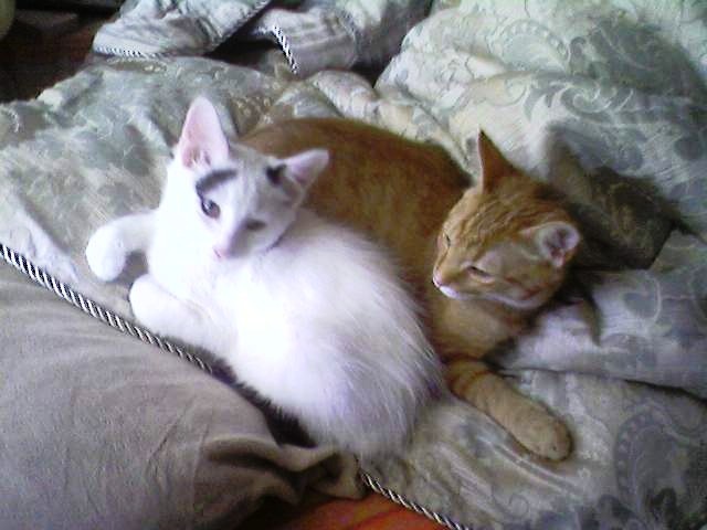 my kitties :)