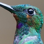 hummingbird (beauty)