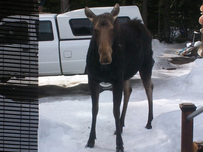 moose by porch 2013