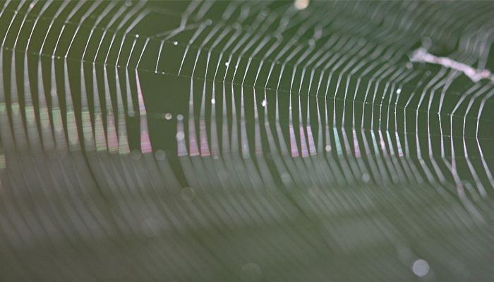 digital auto setting of a spider web