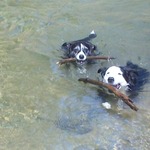 Dogs at River