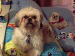 Rawhide, shih tzu - loves to wear clothes
