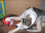Miss Puff, Siberian husky, stealing a Coke