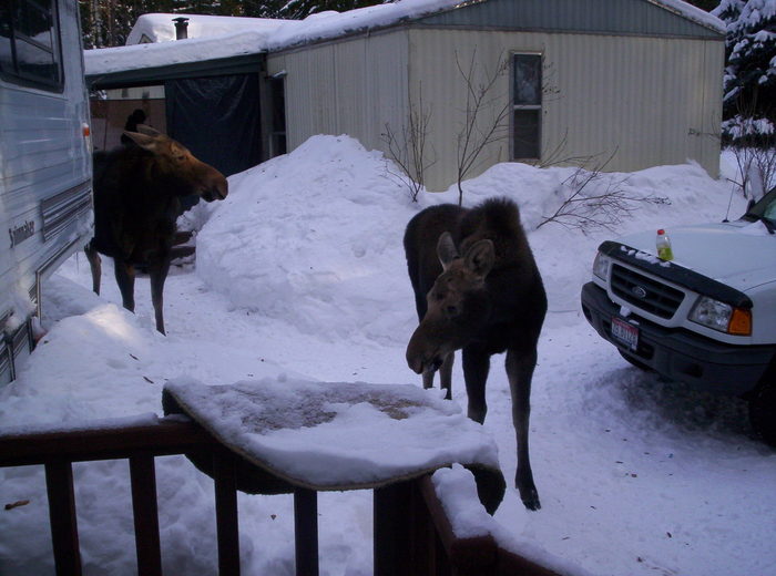 Moose is loose...