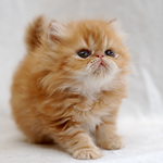 Cute Kitty!