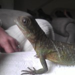 My son Tristan and Spike his lizard!