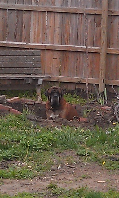 Incognito Mastiff in the fire pit