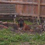 Incognito Mastiff in the fire pit